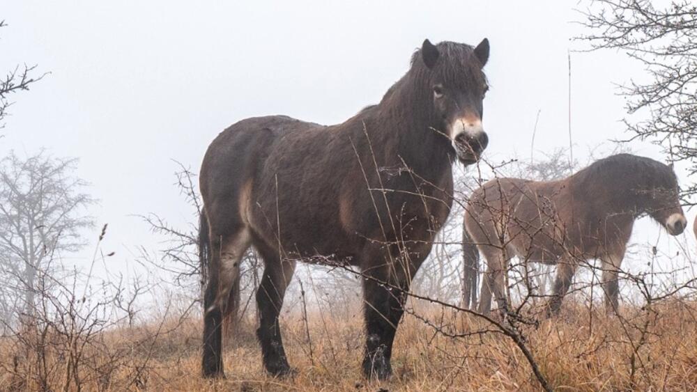 Divoký kůň, foto - zdroj: www.ceska-krajina.cz